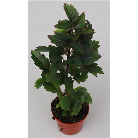 Dizygotheca Elegans Gemini