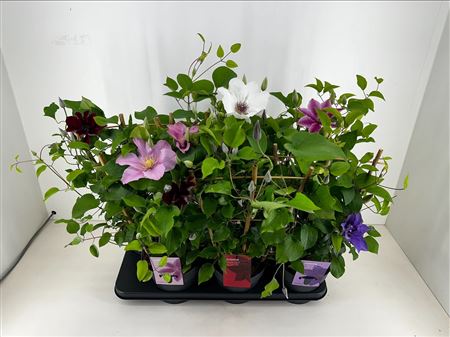Clematis Boulevard Mix