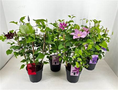 Clematis Boulevard Mix On A Layer