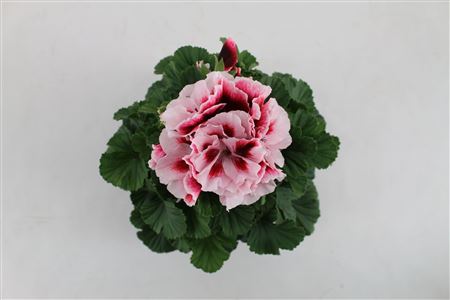 Pelargonium Grandi Tony