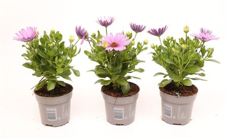 Osteospermum Dark Pink