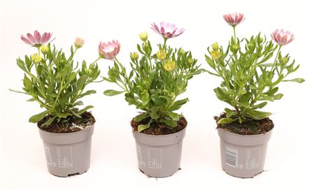 Osteospermum Pink Flare
