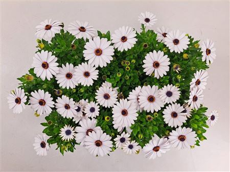 Osteospermum Margarita White
