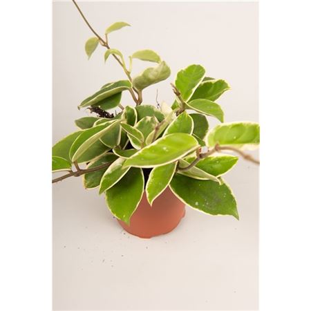 Hoya Carnosa Krimson Queen