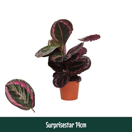 Calathea Surprisestar