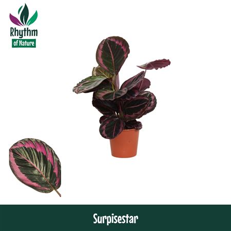 Calathea Surprisestar
