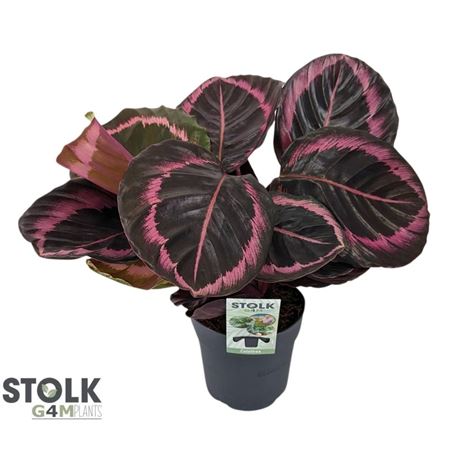 Calathea Prinses Jessy