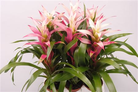 Guzmania Kronos