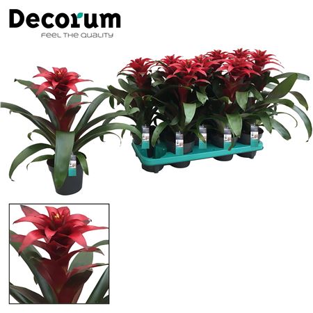 Guzmania Salinas (decorum)