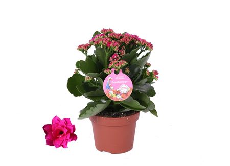 Kal Purple Gardenlina