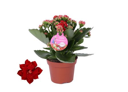 Kal Red Gardenlina