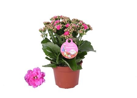 Kal Pink Gardenlina