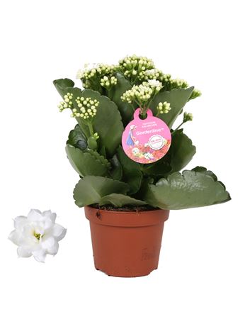 Kal White Gardenlina