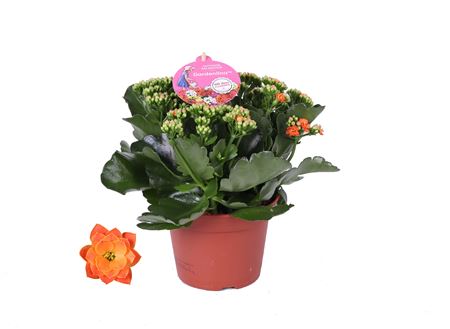Kal Orange Gardenlina