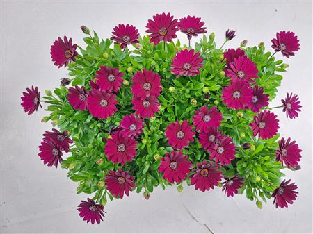 Osteospermum Purple