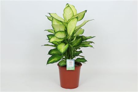 Dieffenbachia Summer Style