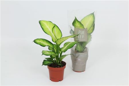 Dieffenbachia Summer Style
