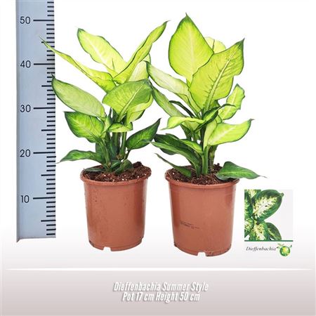 Dieffenbachia Summer Style