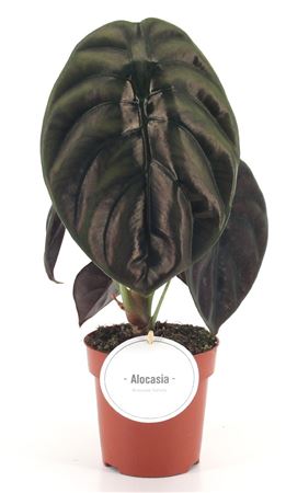 Alocasia Red Secret