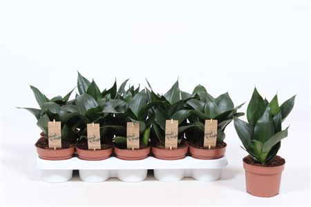 Sansevieria Jade Hahnii