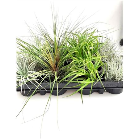 Tillandsia Mix