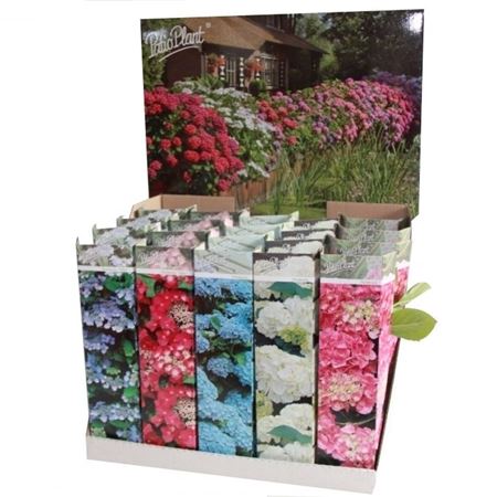 Hydrangea Ma Mix Young Plants