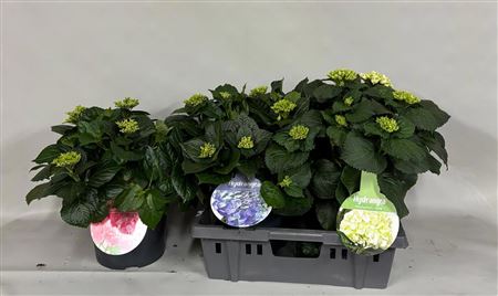 Hydrangea Ma Mix 12+