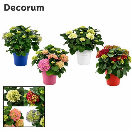 Hydrangea Ma Mix 7+ Ton Sur Ton (decorum)