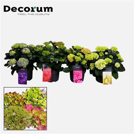 Hydrangea Ma Mix 10+ (decorum)