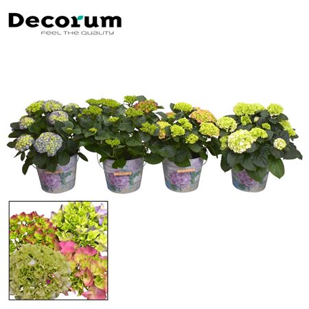Hydrangea Ma Mix 7+ In Bucket (decorum)