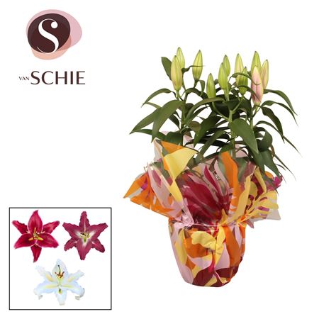 Lilium Or Mix 3pp Rondella Leafs
