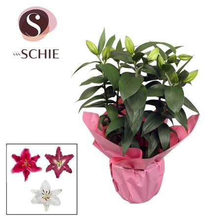 Lilium Or Mix 5pp Rondella Pink