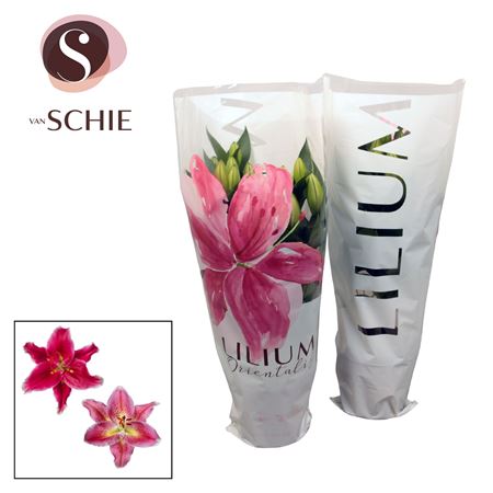 Lilium Or Pink 3pp