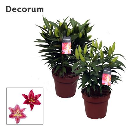 Lilium Or Compact Mix 5pp (decorum)