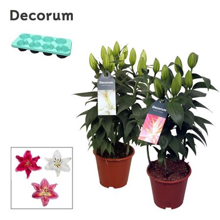 Lilium Or Mix 3pp (decorum)
