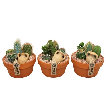 Cactus Arrangement Terracotta Bowl.
