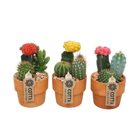 Cactus-gymno Terracotta