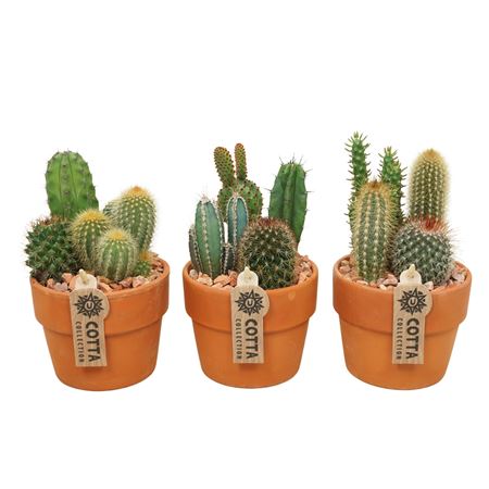 Cactus Mix Terracotta.