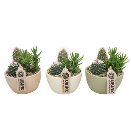 Cactus Beplant In Pastel Schaaltje