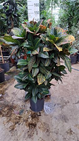 Codiaeum Variegatum Petra