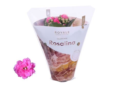Kal Ros Royale Pink