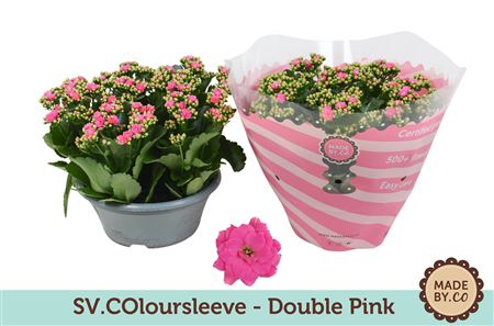 Kal Ros Pink In Bowl Sv.colour