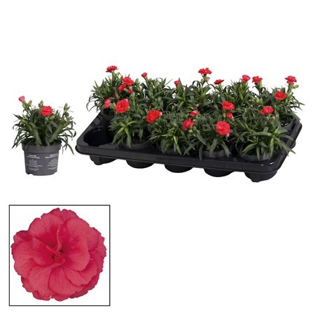 Dianthus Oscar Red