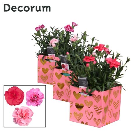 Dianthus Oscar Mix Affection (decorum)