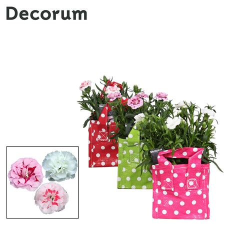 Dianthus Oscar Mix In Tasstip (decorum)