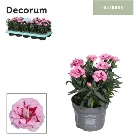 Dianthus Oscar Pink And Purple (decorum)