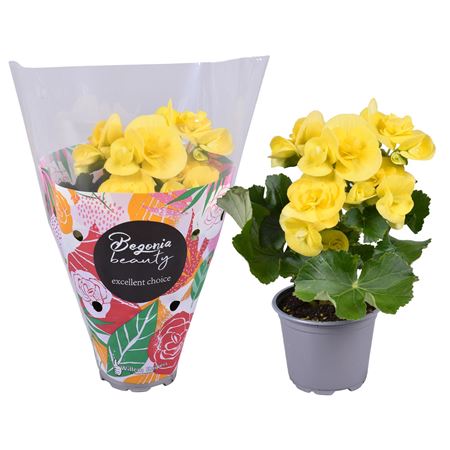 Begonia Blitz Yellow