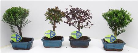 Bonsai Mix Outdoor, Without