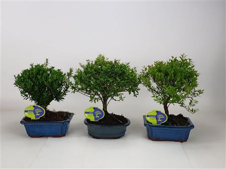 Bonsai Mix Outdoor, Without