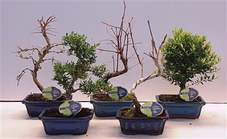 Bonsai Mix Outdoor, Without